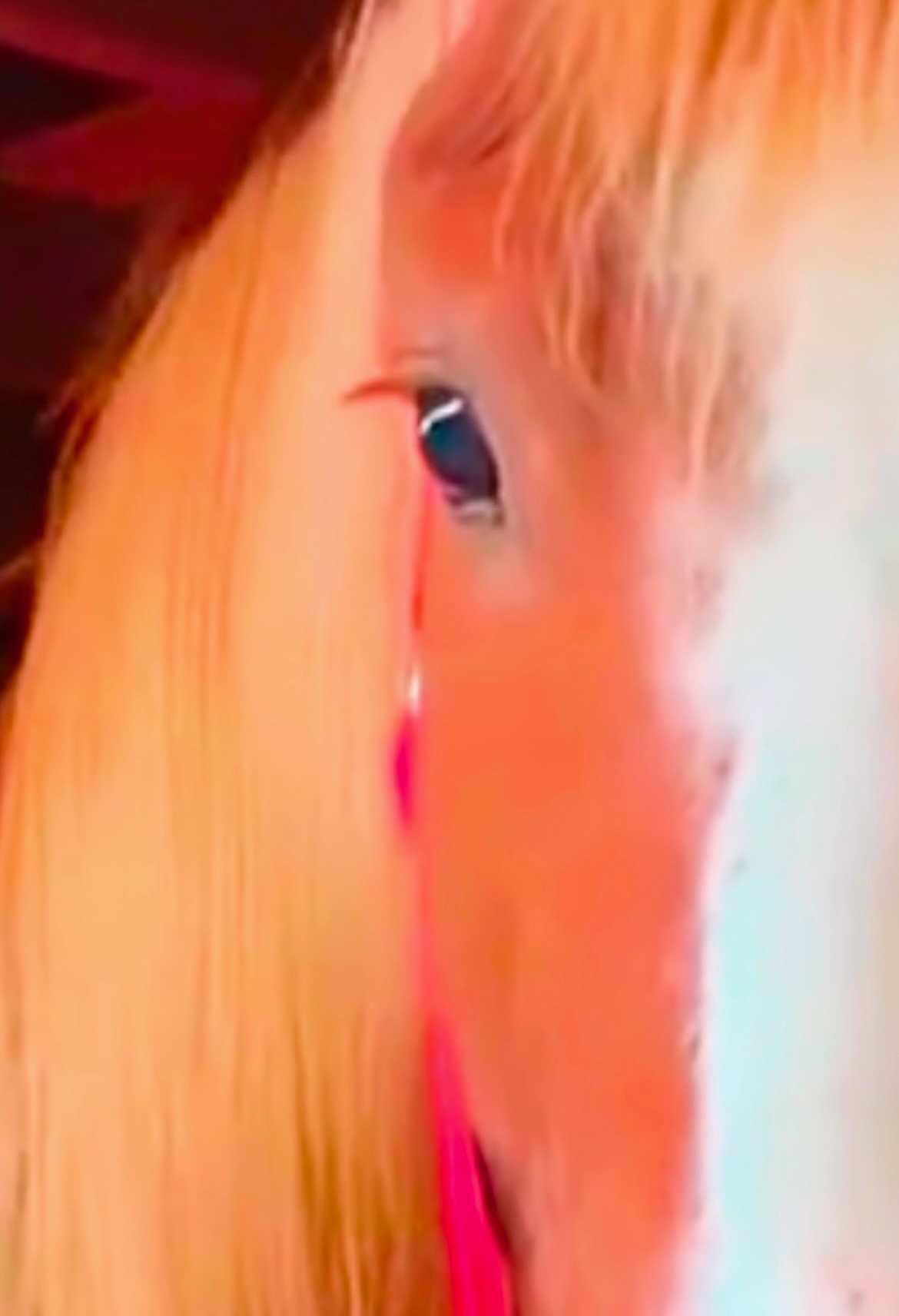 Rescued horse